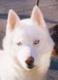 whitehusky's Avatar